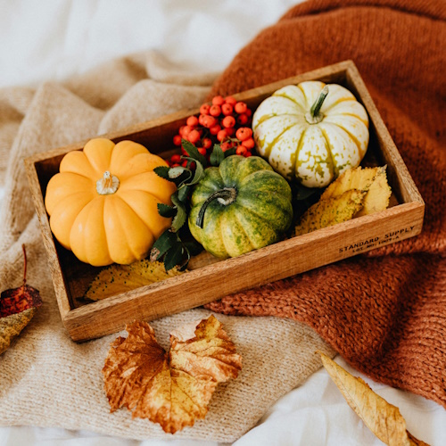 autumn pumpkin cozt