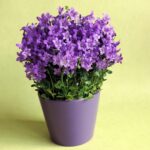 potted flowers category